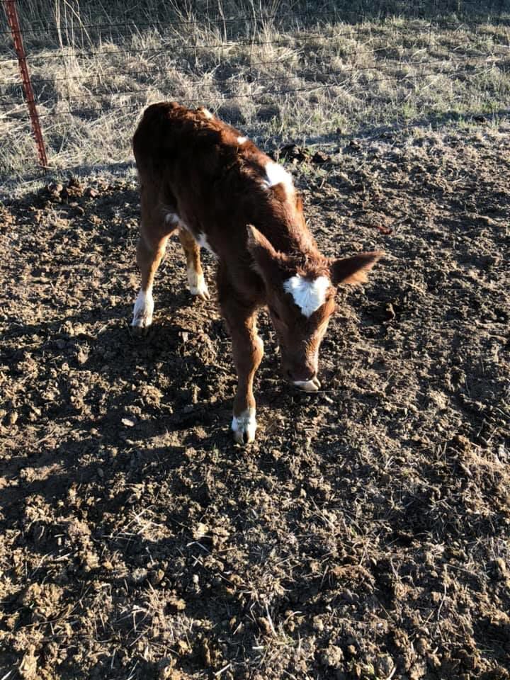 calf heart